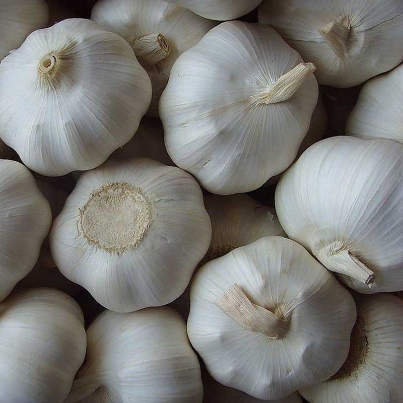 garlic