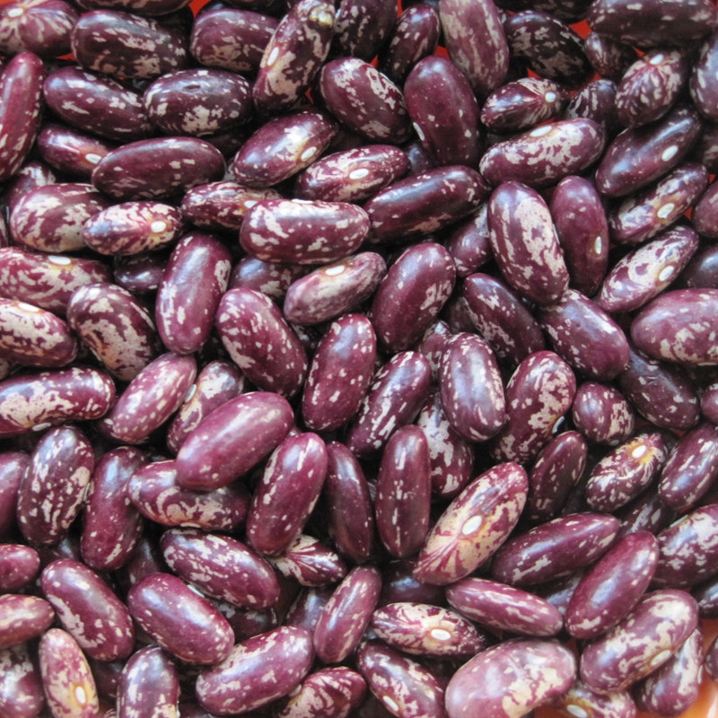 PURPLE SPECKLED KIDNEY BEANS