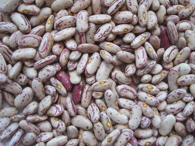 LIGHT SPECKLED KIDNEY BEANS