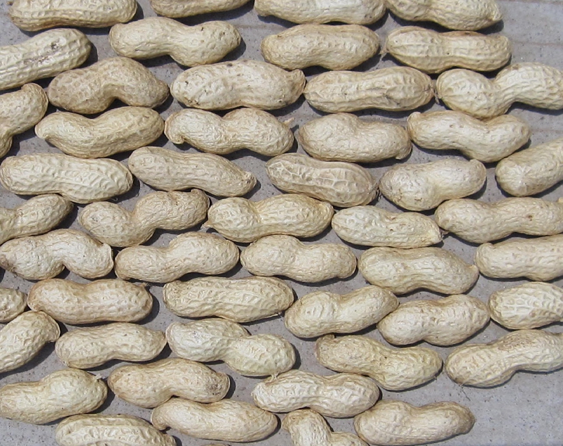 Peanut In shell